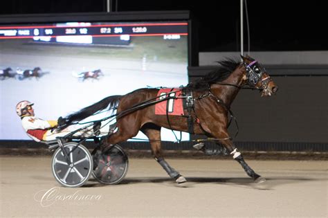 Merriman scores eight victories at Northfield – Harnesslink.